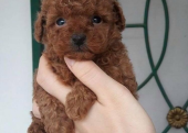 Safkan Toy Poodle Yavrularımız